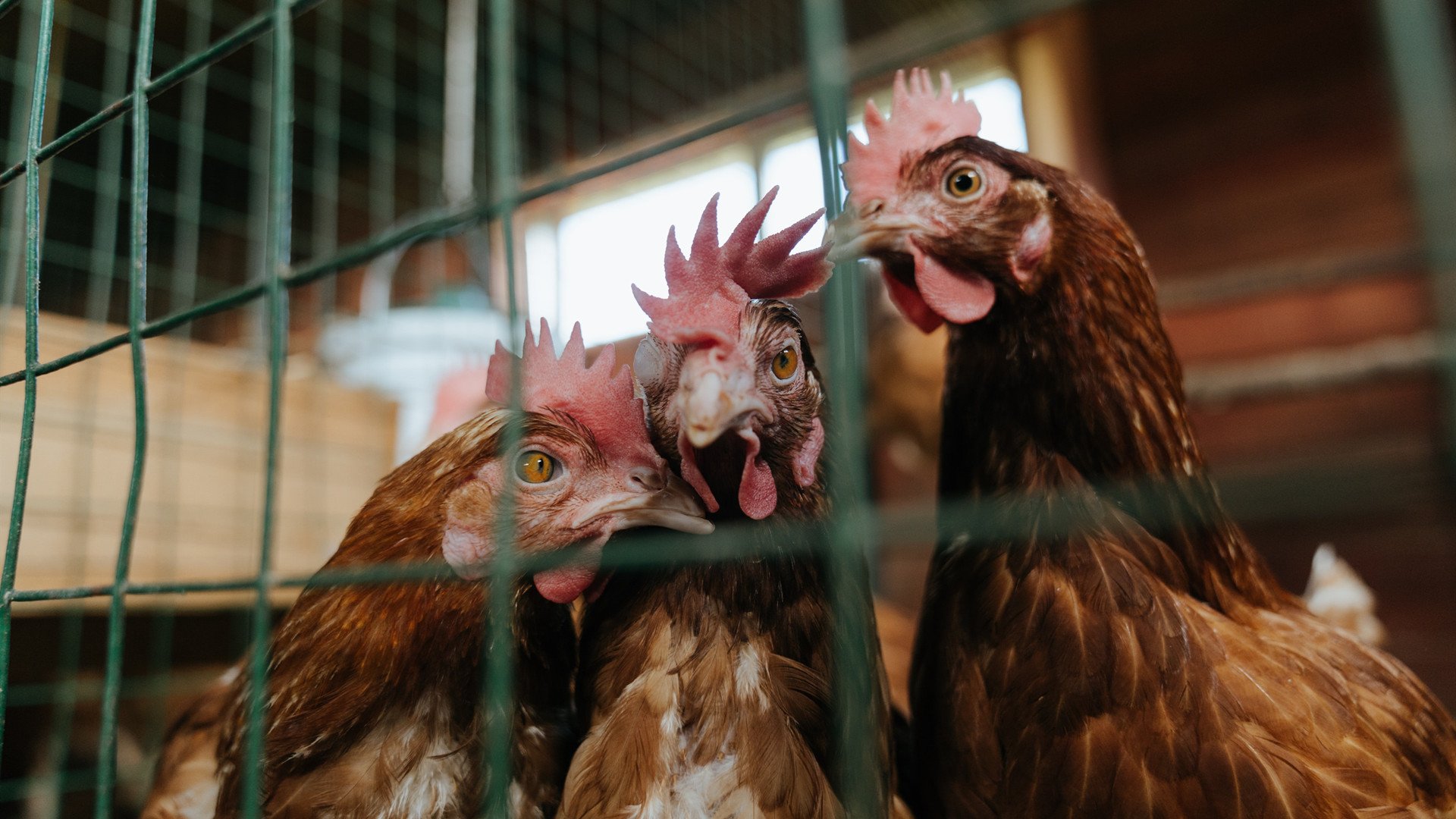 绝境之光，葡萄牙生死战掀翻曼城，欧冠半决赛上演史诗逆转